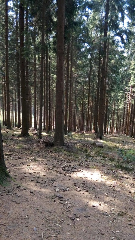 Naturaufnahme aus dem Osnabrücker Land